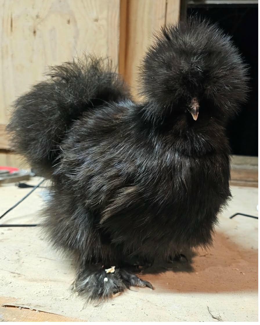 Black Silkie