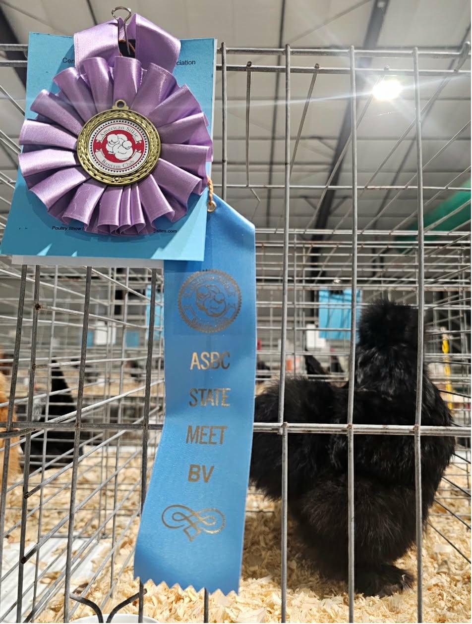 Best of Variety — Black Silkie, ASBC State Meet 2024