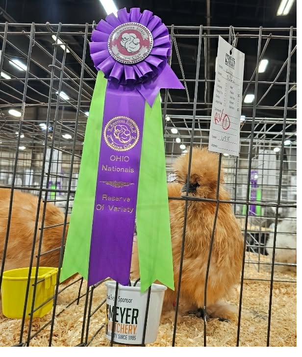 Reserve of Variety — Buff Silkie, Ohio Nationals 2024